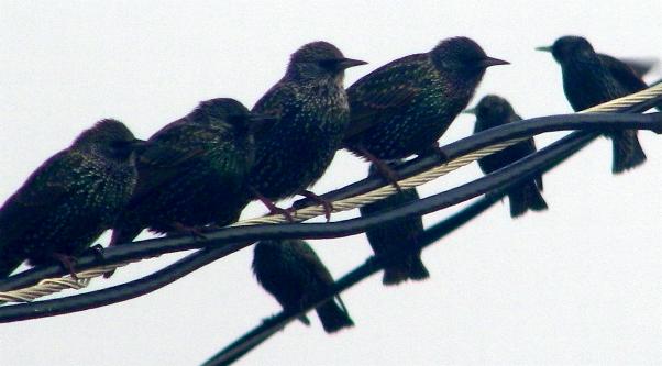 Starlings"