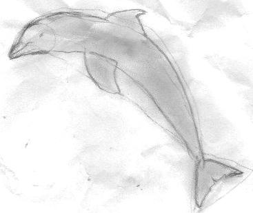 Charcoal drawing of dolphin by Hope, 2013